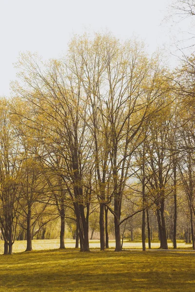 Фото Весняних Дерев Парку Красивий Сонячний День — стокове фото