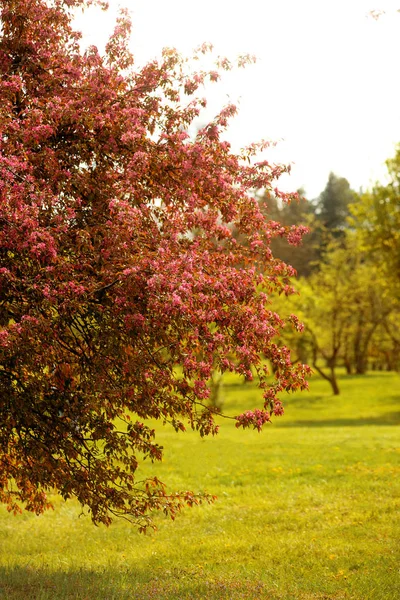 Фото Сонячного Дня Весняному Парку Розквітлими Деревами — стокове фото
