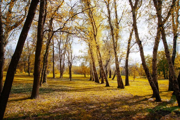 Фото Красивого Парку Деревами Весняний Сонячний День — стокове фото