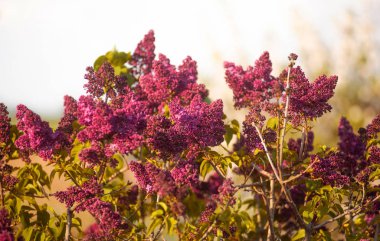 Leylak çiçek dalları fotoğraf, güneş ışığında yıkanmış