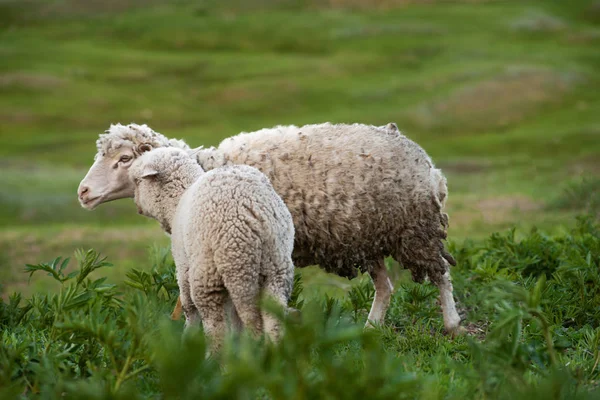 Land Side Concept Lilla Baby Lamm Med Mor Får — Stockfoto