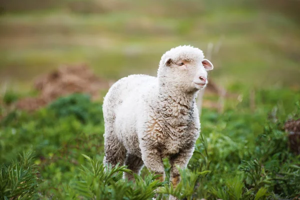 Foto Söt Liten Fluffigt Lamm Grönt Fält — Stockfoto