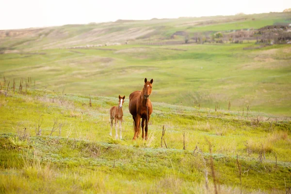 Photo Une Mère Cheval Petit Poulain Dans Champ Beaux Animaux — Photo