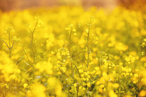 Golden field, with little flowers, yellow plants of nature
