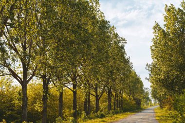 Güneş ışığında yanında uzun ağaçlar ile yol.
