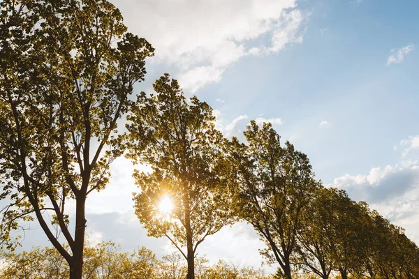 Luce solare vista attraverso alti alberi verdi su uno sfondo cielo limpido . — Foto Stock