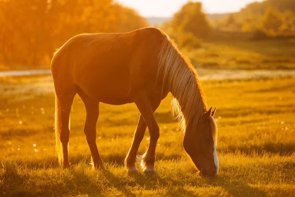 Bella giovane cavallo selvatico mangiare in campo durante il tramonto — Foto Stock