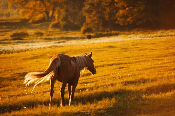 Doğu Avrupa'da bir çiftlikte güzel at 