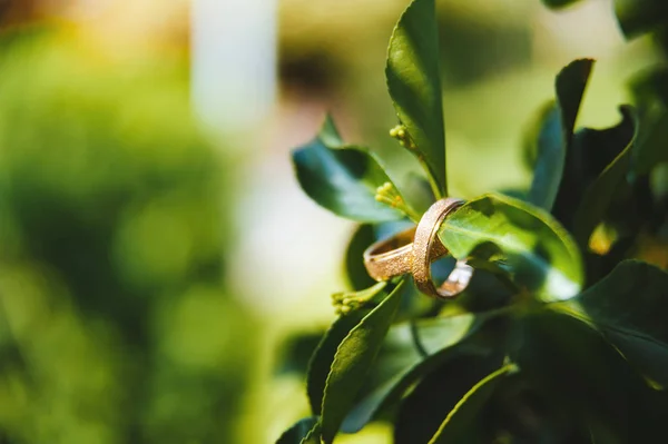 コピースペース付きの葉の上の2つの結婚指輪のマクロ写真. — ストック写真