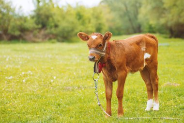 Yakışıklı alanda küçük, kahverengi bebek, Fotoğraf