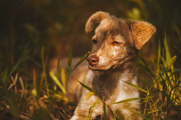 Foto de hermoso perrito en luz soleada —  Fotos de Stock