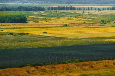 Kırsal alanda yaz aylarında güzel manzara, tarım konsepti