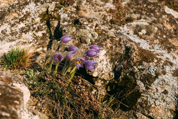 Весенние фиолетовые цветы, растущие на скале — стоковое фото