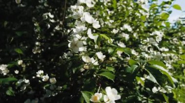 Parktaki güzel beyaz çalı çiçeklerinin 4k görüntüsü