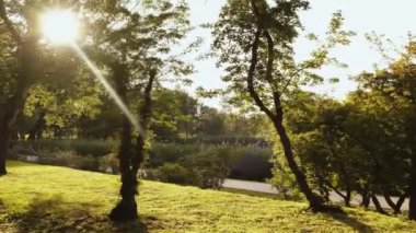 Gün batımında Botanik Parkı 'nın 4K görüntüsü