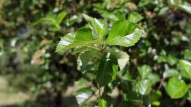 Yaz mevsiminde parkta yaprakların 4K görüntülerini kapat