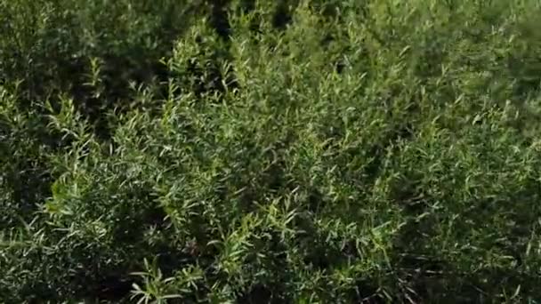 4k imagens de arbusto verde no parque, jardim botânico durante a primavera — Vídeo de Stock