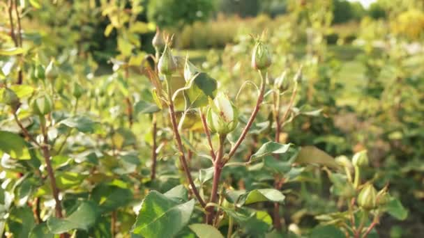 Close up 4k footage of summer roses getting ready for blossom — Stock Video