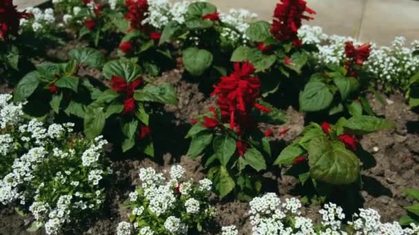 Nahaufnahme von einigen Blumen im Park während des Frühlings — Stockvideo