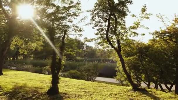Filmagem 4k do parque botânico durante a hora de verão ao pôr do sol — Vídeo de Stock