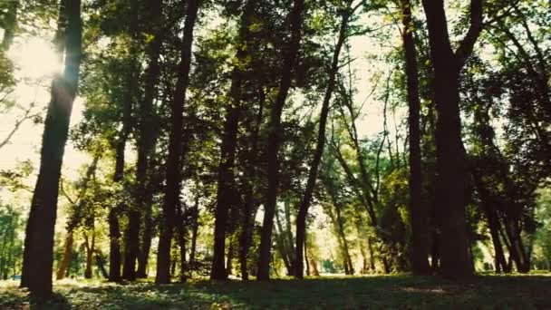 Belo vídeo 4k de árvores na floresta durante o pôr do sol na hora de verão — Vídeo de Stock