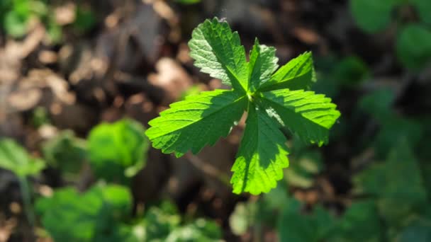 Primer plano 4k metraje de verde fresas silvestres planta en el parque botánico — Vídeos de Stock