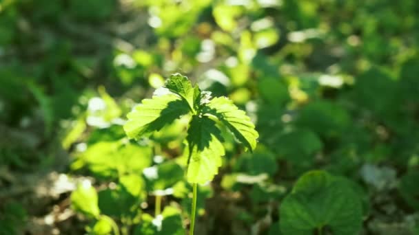 Nahaufnahme 4k Filmmaterial von grünen Walderdbeeren Pflanze in botanischem Park — Stockvideo