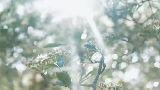 Feche as imagens de algumas pequenas flores brancas durante o dia de verão — Vídeo de Stock