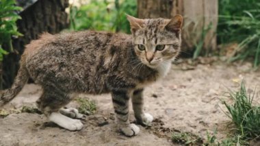 Bahçedeki sevimli ve güzel kediciğin kameraya baktığı görüntüleri kapat.