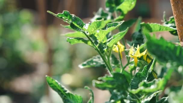 Närbild bilder av tomatplantan, tomater växer i trädgården — Stockvideo