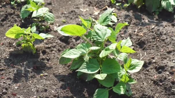 Close up imagens de feijão verde crescendo no jardim — Vídeo de Stock