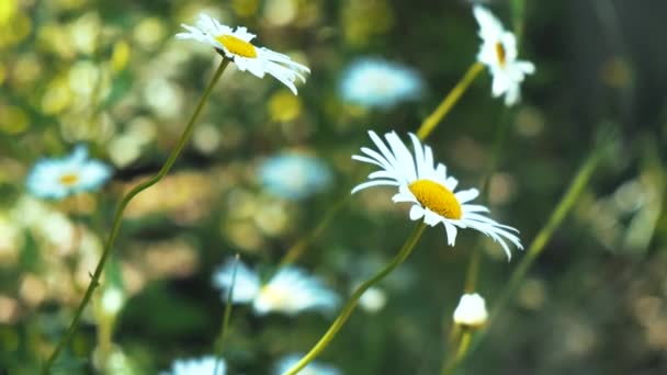 Primer plano de imágenes de la hermosa manzanilla durante el verano — Vídeos de Stock