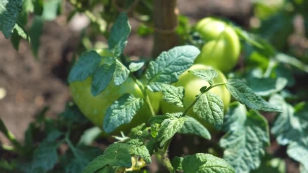 Close up filmato di pianta di pomodoro, pomodori crescono in giardino — Video Stock