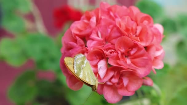 Primer plano de imágenes de mariposa amarilla sentada en la flor — Vídeos de Stock