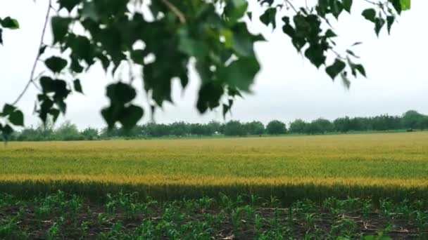 4k Filmagem do belo campo de trigo no horário da manhã durante o verão — Vídeo de Stock