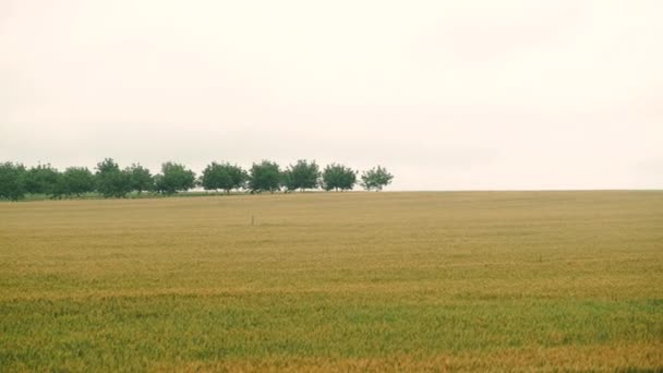 4k Filmagem do belo campo de trigo no horário da manhã durante o verão — Vídeo de Stock