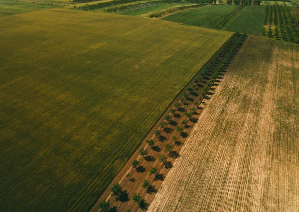 Foto de belas terras agrícolas, paisagem com macieiras, aérea — Fotografia de Stock
