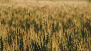 4k yaz boyunca gün batımında buğday tarlası görüntülerini kapat