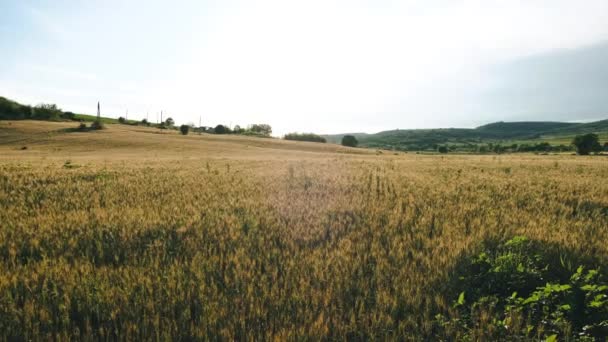 Filmagem 4k do campo de trigo ao pôr do sol durante o verão, conceito de agricultura — Vídeo de Stock