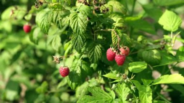 Bahçedeki ahududuların yaz mevsiminde 4k görüntüsü