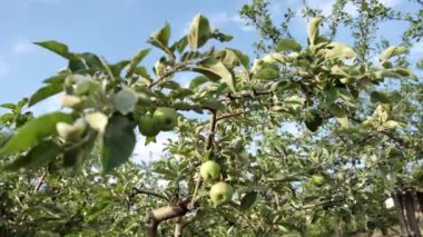 Bahçede yetişen yeşil elma ve biyo-meyvelerin güzel görüntüleri
