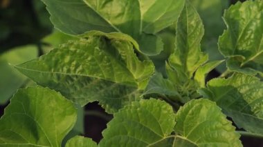 Yaz mevsiminde günbatımında büyüyen yeşil ayçiçeğinin 4K görüntüsünü kapat.