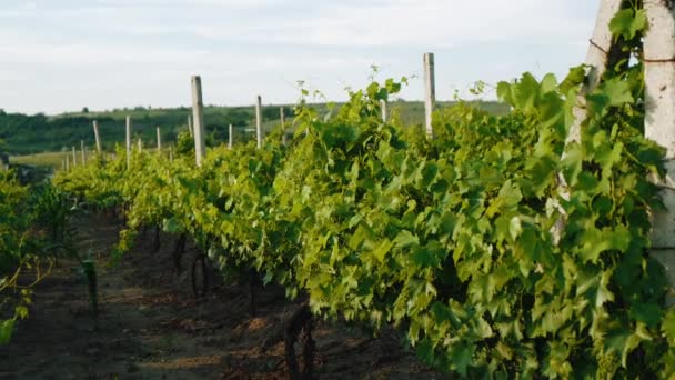 Images du beau paysage du vignoble au coucher du soleil