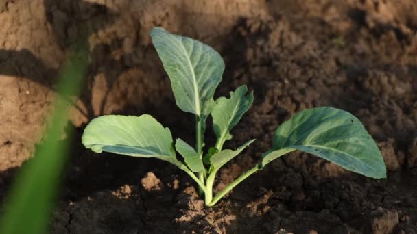 Bahçede lahana yetiştirmenin 4K görüntüsü, tarım konsepti — Stok video