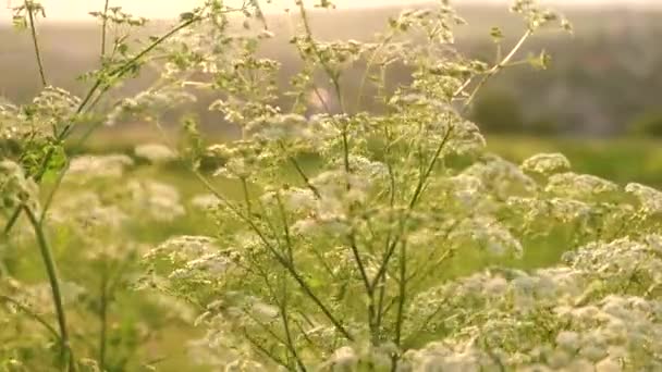 4k materiał filmowy piękne dzikie małe białe kwiaty podczas zachodu słońca — Wideo stockowe