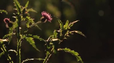 4k yakın çekim pembe dikenli güneş ışığı