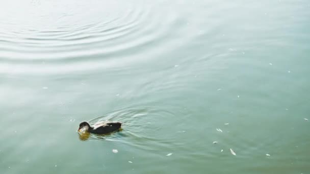 Filmación de pato nadando en el lago, contaminación del agua. Días de verano — Vídeos de Stock