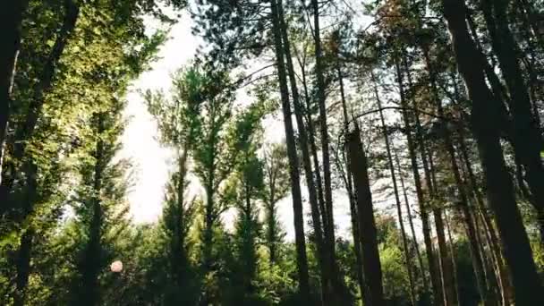 Images 4k d'arbres creux ensoleillés dans les bois pendant l'heure d'été — Video
