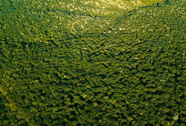 Bela Paisagem Verão Floresta Verde Zangão Dia Verão Terra Pulmões — Fotografia de Stock