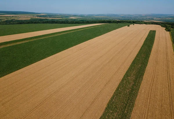 Aerial Ladscape Foto Från Drönare Ovanifrån Vissa Fält Med Grödor — Stockfoto